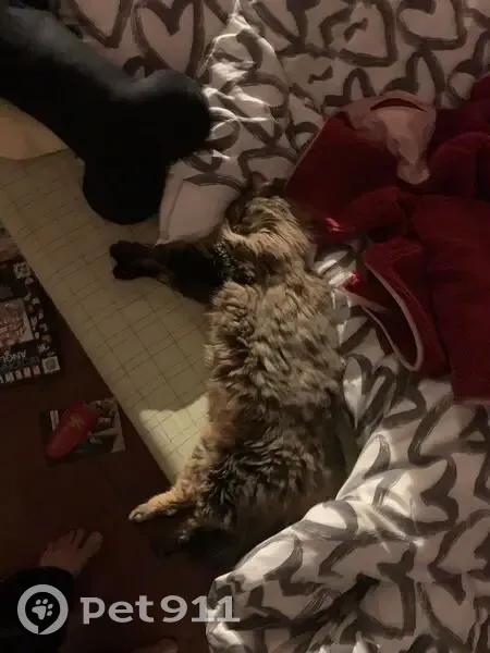 Chatte tigrée disparue - La Ferté - photo