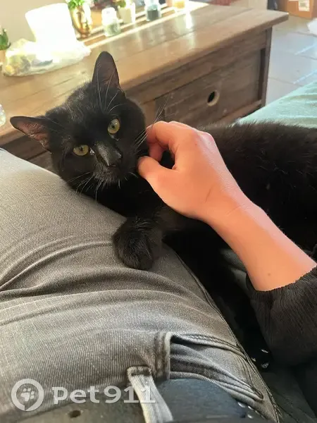 Chat noir aux yeux jaunes perdu - photo