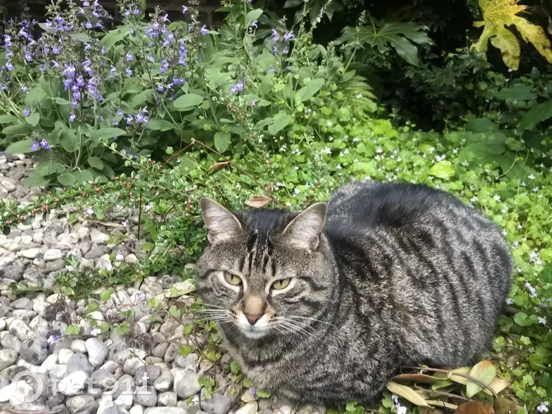 Chat gris-brun rayé perdu à Amiens - photo