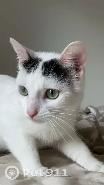Alerte: Chaton peureux perdu - photo