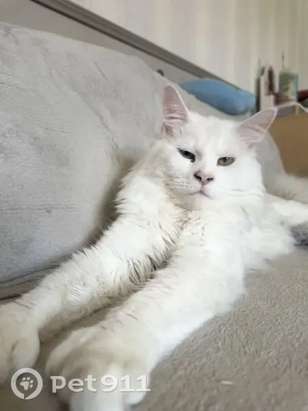 Chat Maine Coon Mao perdu - photo