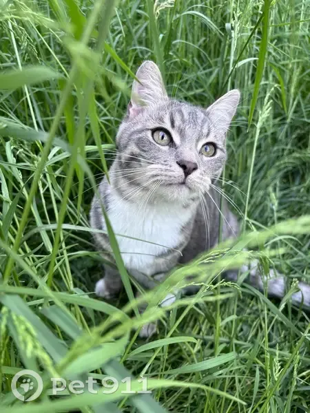 Chat Onyx/Cookie perdu à Vandœuvre - photo