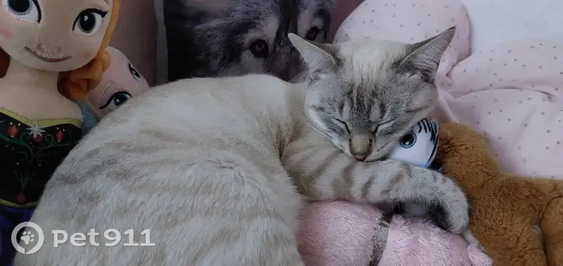 Chat perdu: Mâle, 1 an, pucé - photo