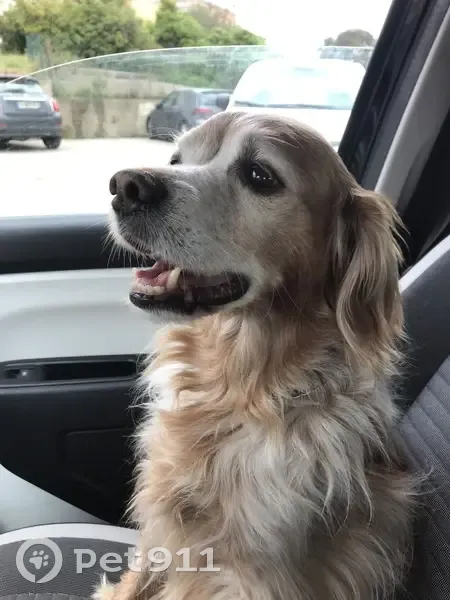 Chien âgé Gavroche perdu à Tizzano - photo