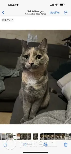 Chat Écaille Gris Perdu à Saint-Georges - photo