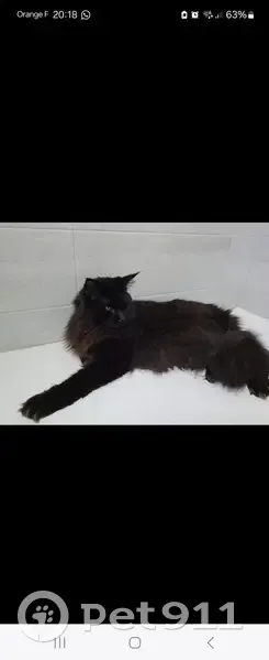 Chat Maine Coon noir disparu - photo