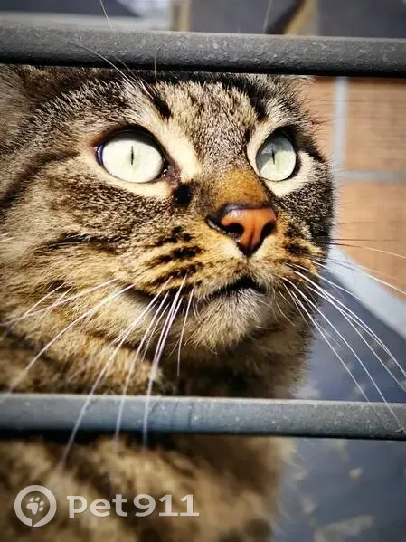 Chat Roméo perdu à Tarbes - photo