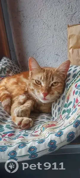 Chatte Choucou disparue à Vachères - photo
