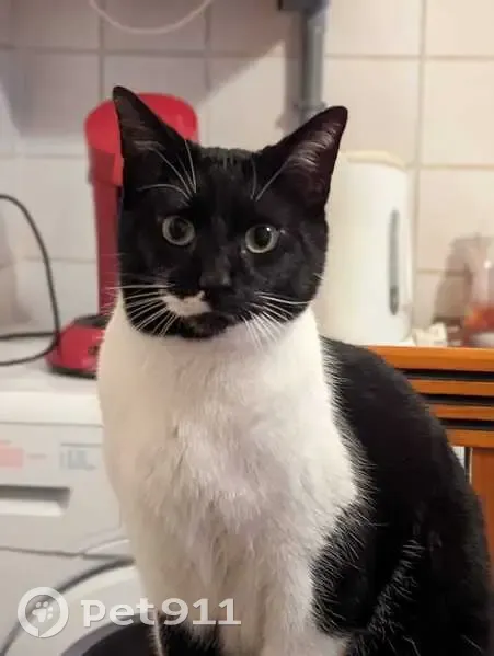 Chat noir/blanc perdu à Gannat - photo
