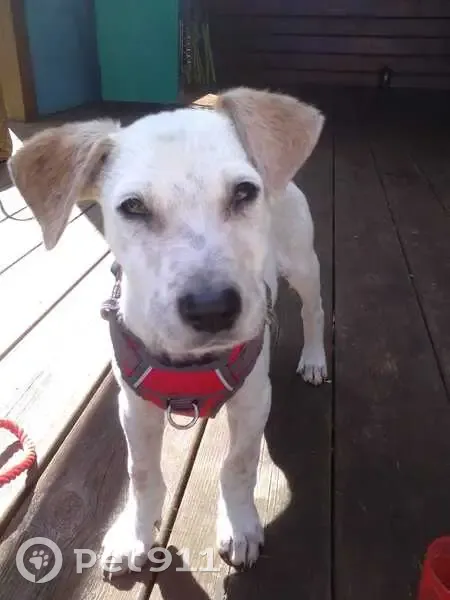 Chiot blanc/marron perdu trouvé - photo