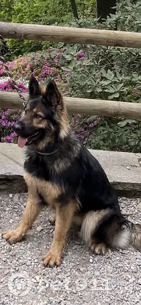 Chien Berger allemand perdu - photo