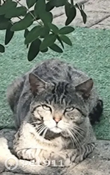 Chat tigré agressif trouvé à Couëron - photo
