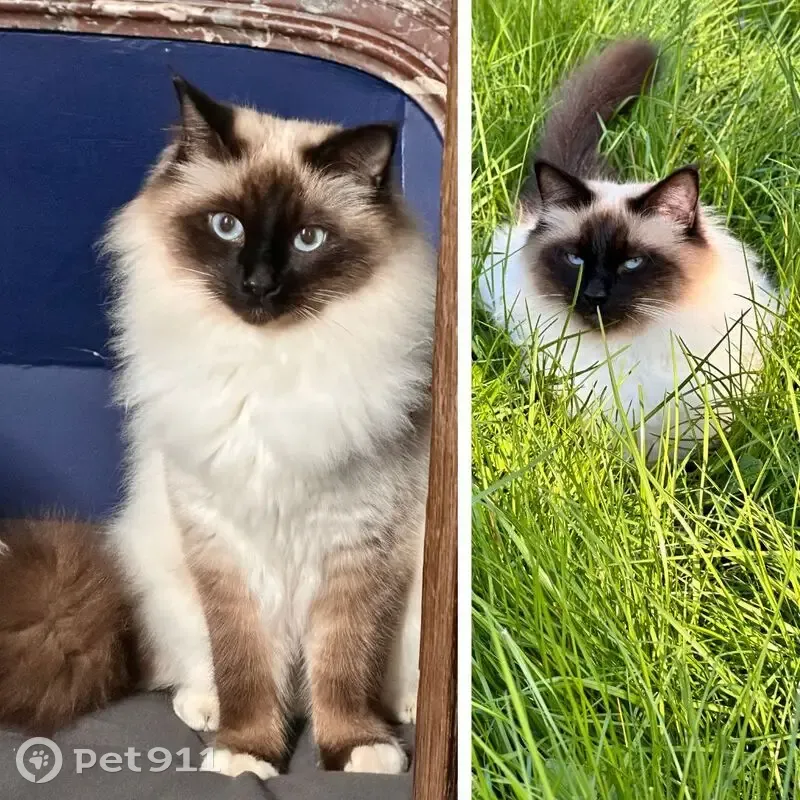 Chat Birman Perdu - Frouard - photo