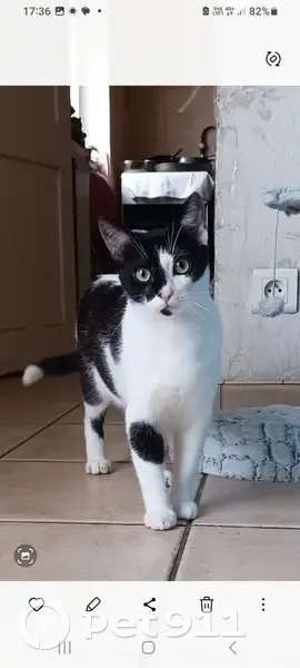 Chat blanc et noir perdu à Montluçon - photo