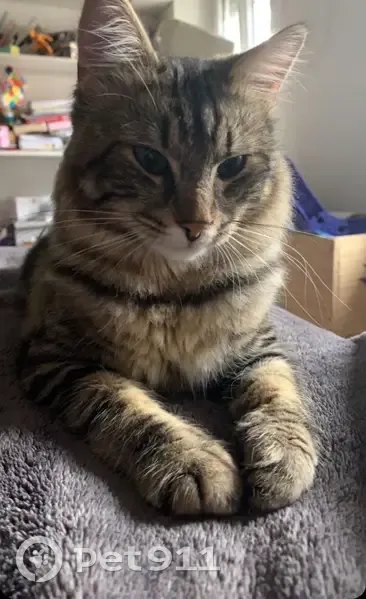 Simba, chat tigré perdu à Vasperviller - photo