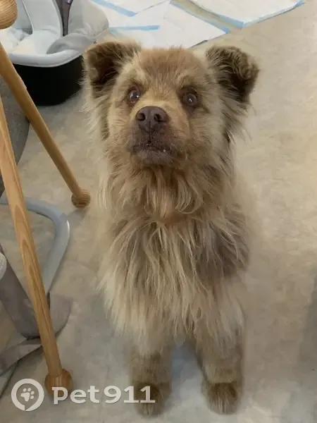 Chien perdu à Orthez retrouvé - photo