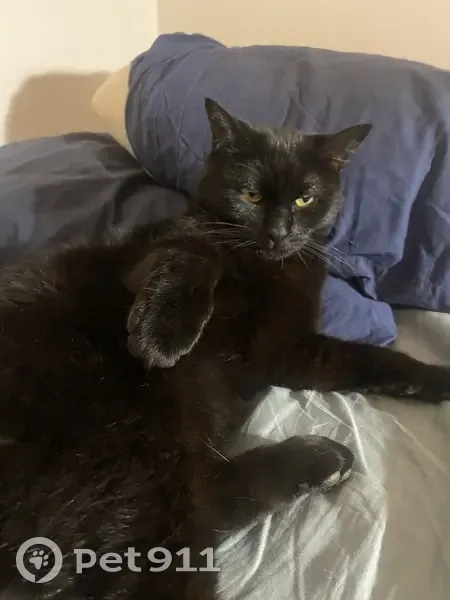 Chat noir tatoué trouvé à Lyon - photo