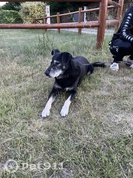 Chien noir et gris trouvé à Allonnes - photo
