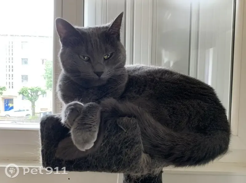 Chatte grise perdue à Poitiers - photo