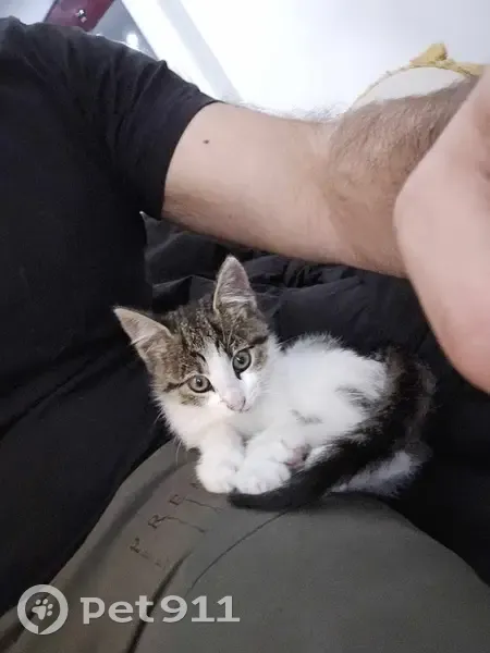 Chaton tigré trouvé à Montceau - photo