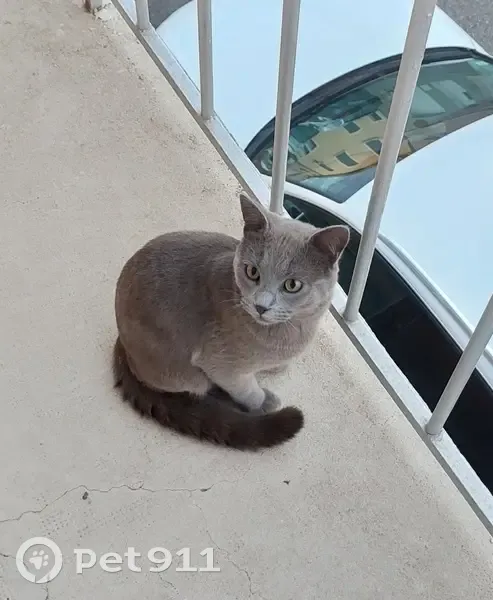 Chat retrouvé Rue C. Mossant 74B - photo