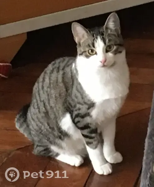Chatte Fantomette perdue - photo