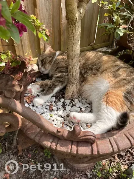 Chatte tigrée disparue à Sarzeau - photo