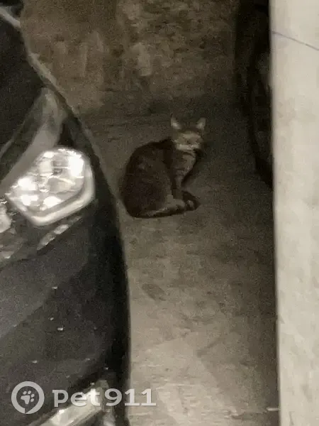 Chat gris tigré fuyant à Amiens - photo