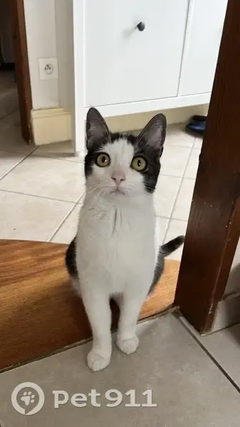 Chatte noire/blanche perdue à Cognac - photo