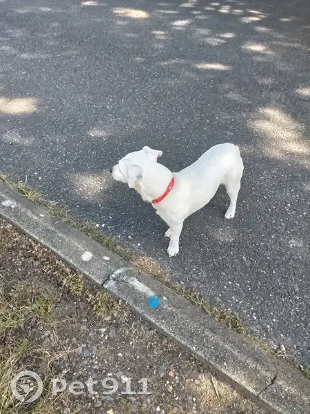 Chien blanc taché trouvé à Laluque - photo