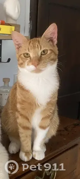 Chat roux et blanc perdu, Minihic - photo