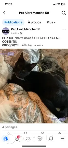 Chatte noire disparue à Cherbourg - photo