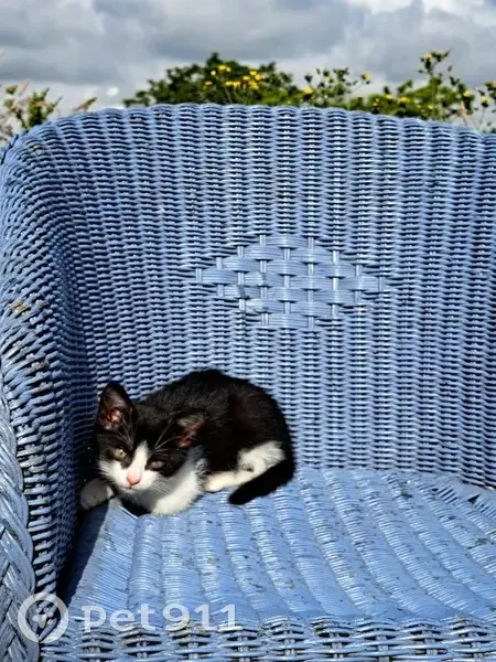 Chaton noir et blanc trouvé - photo
