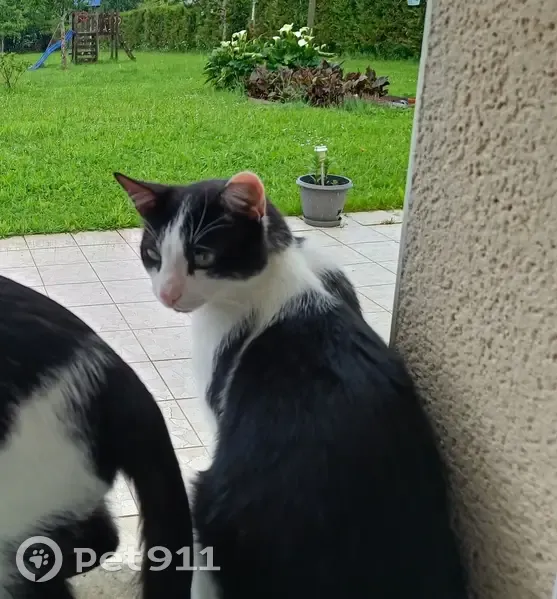 Chat noir/blanc perdu à Limoges - photo