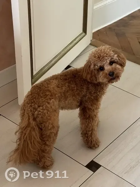 Alerte: Léa, caniche abricot perdue - photo