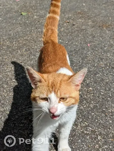 Chat bicolore perdu à Abondant - photo