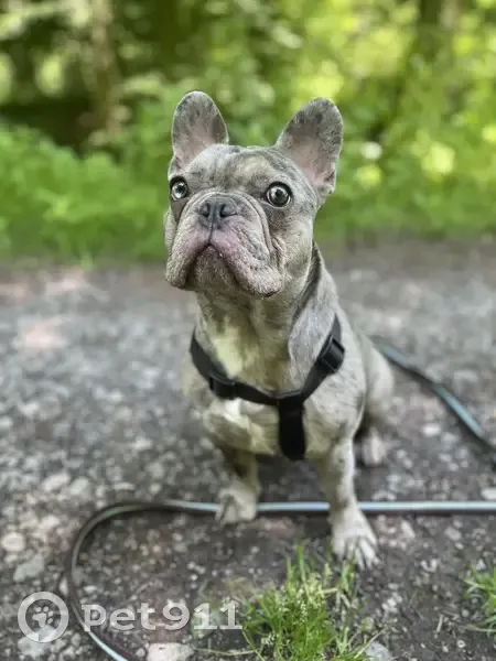 Urkane, Bouledogue Gris Perdu - photo