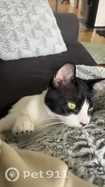 Chat noir/blanc perdu à Niort - photo