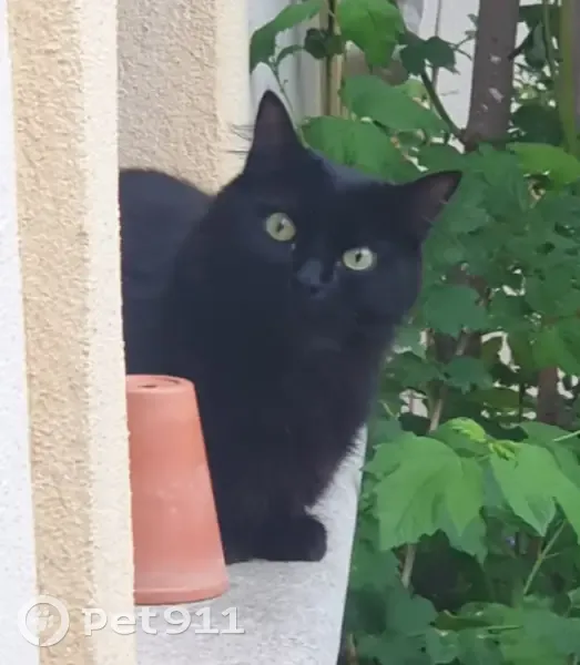 Chat noir aux yeux jaunes perdu - photo