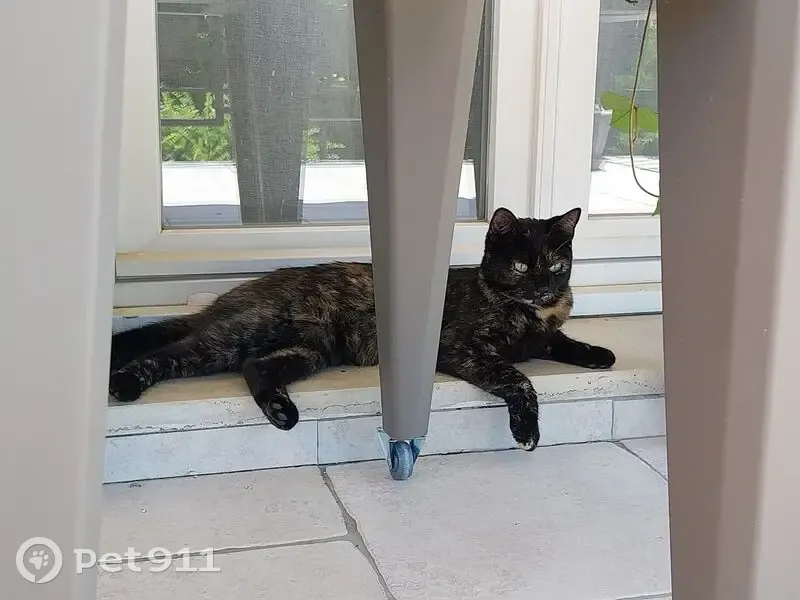 Chatte écaille disparue - Ladoix-Serrigny - photo