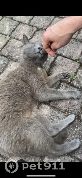 Chatte grise perdue à Gleize - photo