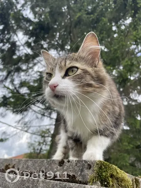 Chat angora doux trouvé à La Feuillie - photo