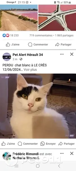 Chat perdu: Noir, tache œil, Le Crès - photo