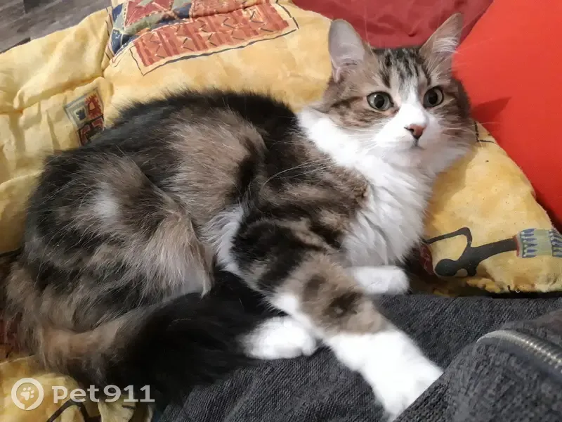 Alerte Chat Perdu à Chaville! - photo