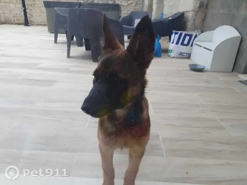 Chiot malinois perdu à Scorbé - photo