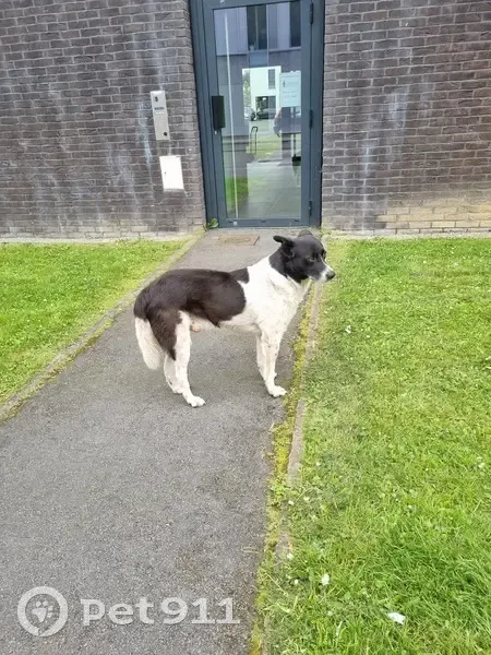 Chien noir et blanc trouvé à Lille - photo