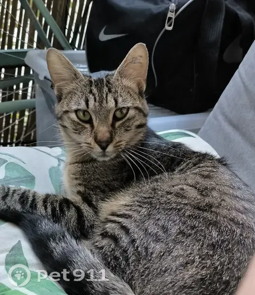 Chat européen perdu à Toulouse - photo
