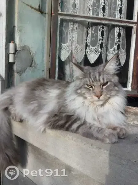 Maine Coon gris perdu à Meylan - photo