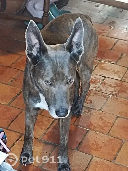 Chien perdu: doux et obéissant - photo