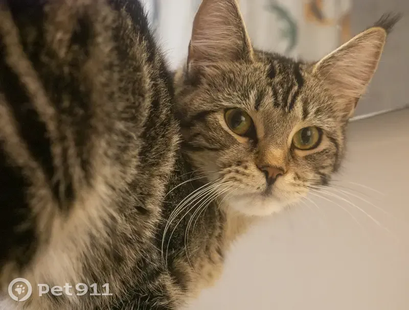 Chatte Calypso disparue à Bordeaux - photo